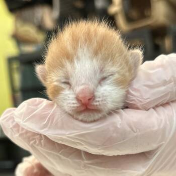 Domestic Short Hair Cats Available for Adoption in Lynchburg, Virginia - Pineapple | PetCurious