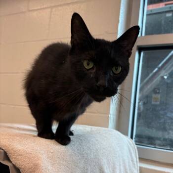 Solstice -  Domestic Short Hair Cat for Adoption in Fairport, New York - Solstice | PetCurious