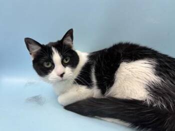 Pippa -  Domestic Short Hair Cat for Adoption in Woodbury, Minnesota - Pippa | PetCurious