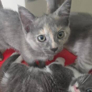 Mako -  Domestic Short Hair Cat for Adoption in La Grange, Kentucky - Mako | PetCurious