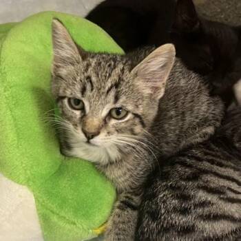 SubZero -  Domestic Short Hair Cat Available for Adoption in Voorhees Township, New Jersey - SubZero | PetCurious