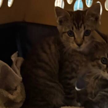 Rescue Domestic Short Hair Cats for Adoption in Morganton, North Carolina - Floof | PetCurious