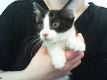 A1271337 -  Domestic Short Hair Cat for Adoption in Charlotte, North Carolina - A1271337 | PetCurious