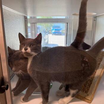 Zip -  Domestic Short Hair Cat for Adoption in Branford, Connecticut - Zip | PetCurious