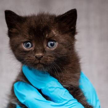 Domestic Short Hair Cats Available for Adoption - Baked Beans | PetCurious