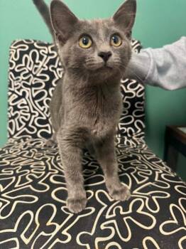 Siren -  Domestic Short Hair Cat for Adoption in Marion, Ohio - Siren | PetCurious