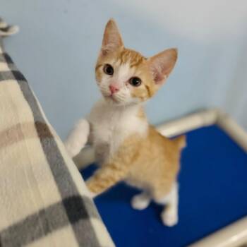 American Bobtail and Domestic Short Hair Cats Available for Adoption in Brownsboro, Alabama - Clawd | PetCurious