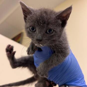 Domestic Short Hair Cats Available for Adoption in Roanoke, Virginia - Wolfy | PetCurious