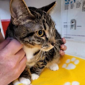 Donnie -  Domestic Short Hair Cat Available for Adoption in Belfair, Washington - Donnie | PetCurious