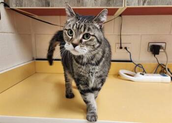 Domestic Short Hair Cats Available for Adoption - KITTY | PetCurious