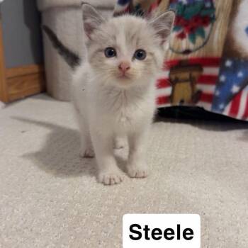Steele -  Domestic Short Hair and Ragdoll Cat for Adoption - Steele | PetCurious