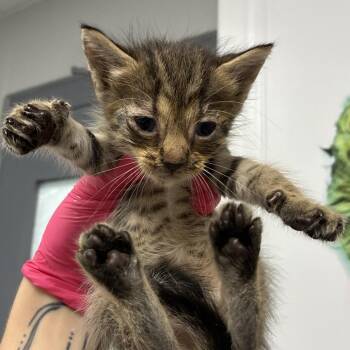 Woodrow -  Domestic Short Hair Cat for Adoption in Greenville, South Carolina - Woodrow | PetCurious
