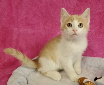 Pez -  Domestic Short Hair Cat for Adoption in Greenville, Illinois - Pez | PetCurious