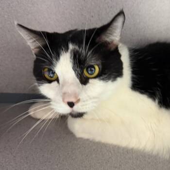 Rescue Domestic Short Hair Cats for Adoption in Evansville, Indiana - Panda | PetCurious