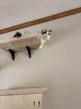 Ragdoll Cats Available for Adoption - Pita | PetCurious