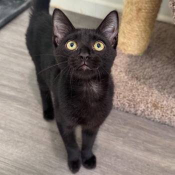 Drakeling -  Domestic Short Hair Cat for Adoption in Fredericksburg, Virginia - Drakeling | PetCurious