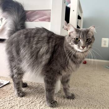 Pewter - Gentle Purr Machine Seeking a Quiet Haven -  Domestic Medium Hair Cat for Adoption - Pewter - Gentle Purr Machine Seeking A Quiet Haven | PetCurious