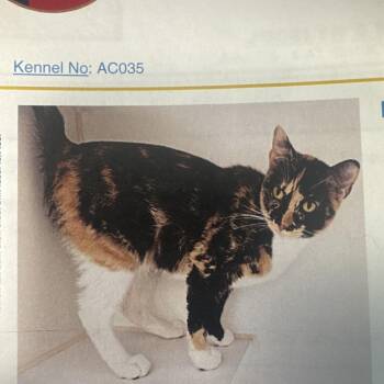 Jocelyn -  Domestic Short Hair Cat for Adoption in Lake Jackson, Texas - Jocelyn | PetCurious