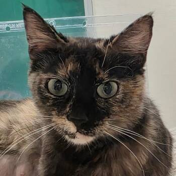 Marimba -  Domestic Short Hair Cat Available for Adoption in Reno, Nevada - Marimba | PetCurious