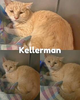 Rescue Domestic Short Hair Cats for Adoption in Saint James, Missouri - Kellerman | PetCurious