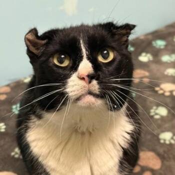 Domestic Short Hair Cats Available for Adoption in Richmond, Virginia - Cookies | PetCurious