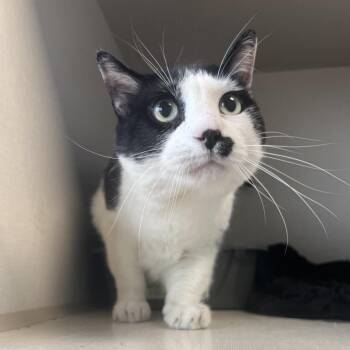 Junior -  Domestic Short Hair Cat for Adoption in Monticello, Iowa - Junior | PetCurious