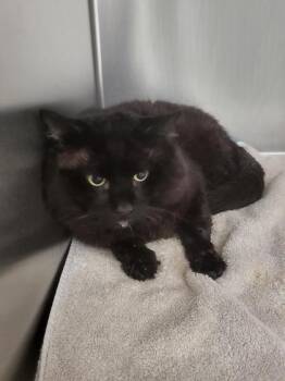 Hibiscus -  Domestic Short Hair Cat for Adoption in Montreal, Quebec - Hibiscus | PetCurious