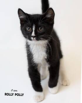 Rolly Polly -  Domestic Short Hair Cat for Adoption in Boone, Iowa - Rolly Polly | PetCurious