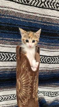Fettuccine -  Domestic Short Hair Cat for Adoption in Mount Pleasant, South Carolina - Fettuccine | PetCurious