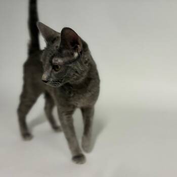 Pebbles -  Domestic Short Hair Cat for Adoption in Shelbyville, Indiana - Pebbles | PetCurious