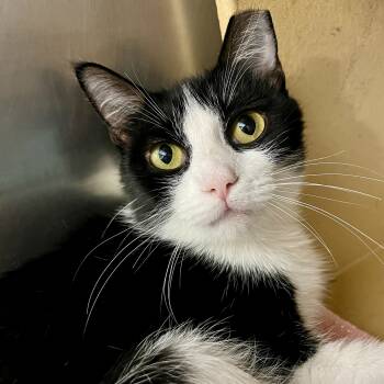Rescue Tuxedo and Domestic Short Hair Cats for Adoption in Knoxville, Tennessee - Croissant | PetCurious