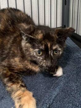 Blackberry -  Domestic Short Hair Cat for Adoption in Elmira, New York - Blackberry | PetCurious
