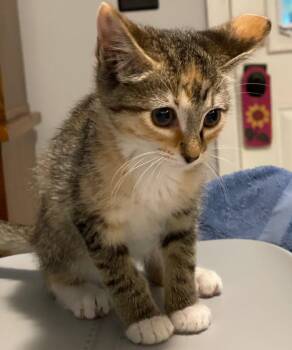 Autumn -  Domestic Short Hair Cat for Adoption in Island Lake, Illinois - Autumn | PetCurious