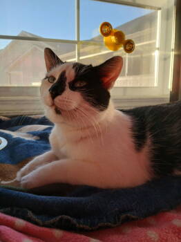 Rescue Domestic Short Hair Cats for Adoption in Dickson, Tennessee - Tyco | PetCurious