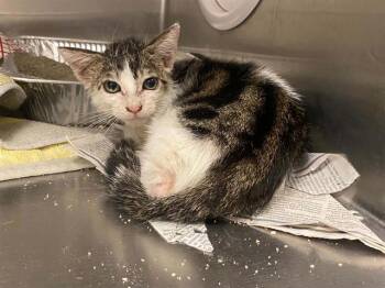 SUGAR -  Domestic Short Hair Cat for Adoption in Tustin, California - SUGAR | PetCurious