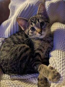 Bali -  Domestic Short Hair Cat for Adoption in Divide, Colorado - Bali | PetCurious