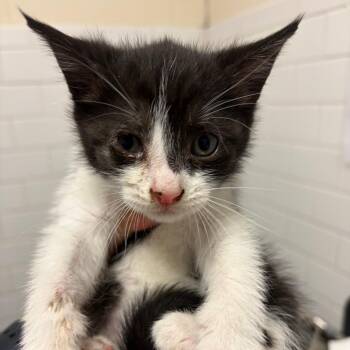 Cashew -  Domestic Short Hair Cat for Adoption in Pittsburgh, Pennsylvania - Cashew | PetCurious