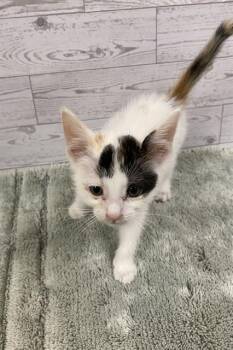 Domestic Short Hair Cats Available for Adoption in Modesto, California - A610766 | PetCurious