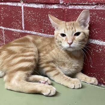 Finn -  Domestic Short Hair Cat for Adoption in Laredo, Texas - Finn | PetCurious