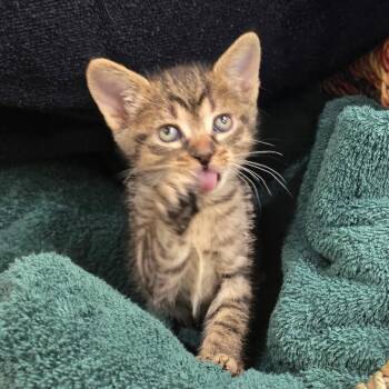 Domestic Short Hair Cats Available for Adoption in Long Beach, California - Flurry | PetCurious