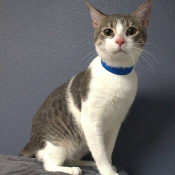 Domestic Short Hair Cats Available for Adoption in Lakeland, Florida - Francis | PetCurious