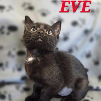 Eve -  Domestic Short Hair Cat for Adoption in NEW PT RICHEY, Florida - Eve | PetCurious