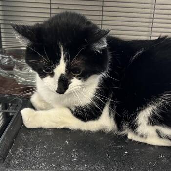 Domestic Short Hair Cats Available for Adoption in Hannibal, Missouri - Skye | PetCurious