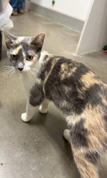 Suzy Q -  Domestic Short Hair Cat Available for Adoption in Zimmerman, Minnesota - Suzy Q | PetCurious