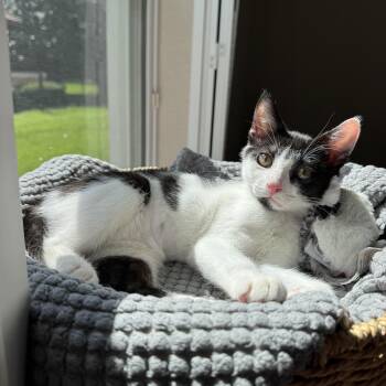 Panda -  Domestic Short Hair Cat for Adoption in Windermere, Florida - Panda | PetCurious
