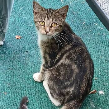 Rescue Domestic Short Hair Cats for Adoption in Marshall, Texas - Swirley | PetCurious