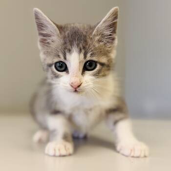 Rescue Domestic Long Hair Cats for Adoption in Alpine, Texas - Dipper | PetCurious