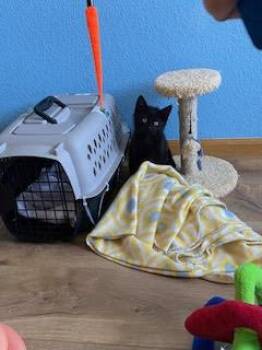 Suzie Q -  Domestic Short Hair Cat for Adoption in Fort Collins, Colorado - Suzie Q | PetCurious