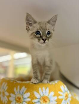 Mulligan -  Domestic Medium Hair Cat for Adoption in Oakland, California - Mulligan | PetCurious