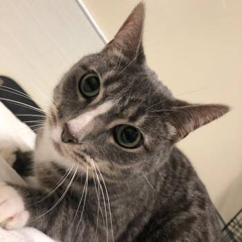 Stewie -  Domestic Short Hair Cat for Adoption - Stewie | PetCurious